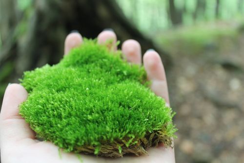 moss nature plant