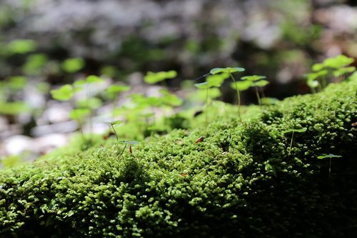 moss  forest floor  green
