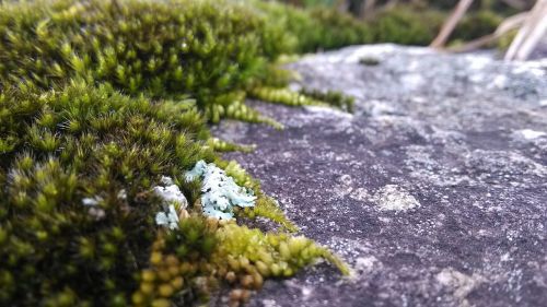 moss lichens rock
