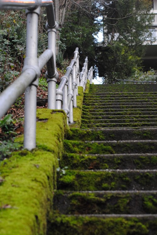 moss  mossy  staircase