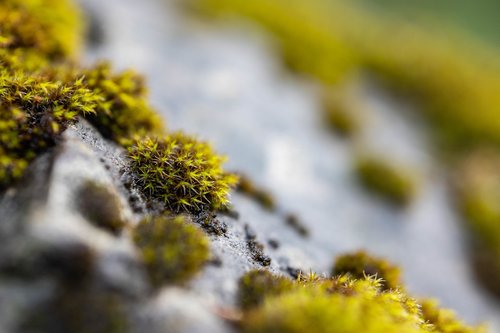 moss  stone  nature