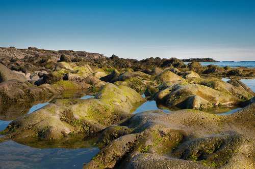 moss  seaweed  water