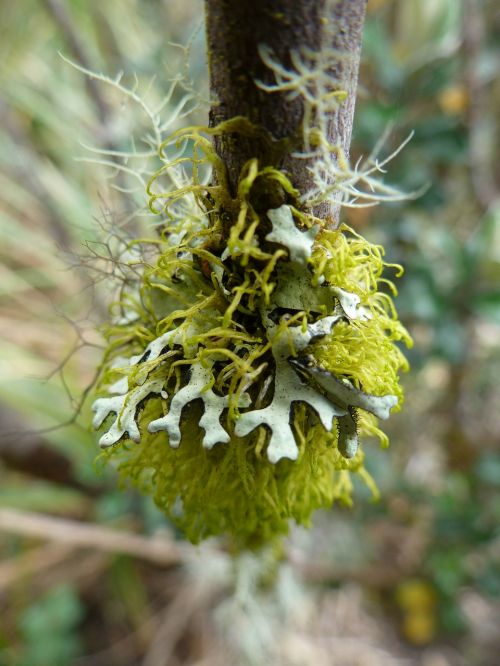 moss lichen branch