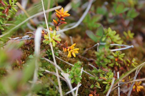 moss  lichen  plant