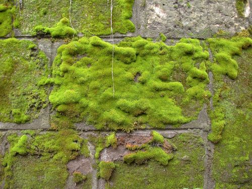 moss wall green