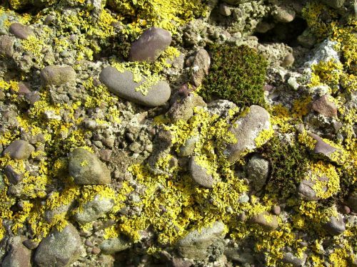 moss mossy rock