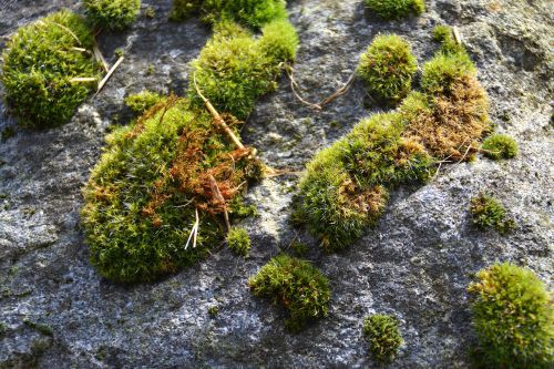 moss garden nature