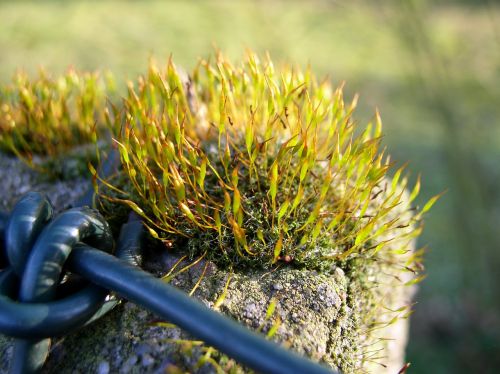 moss wall wire mesh