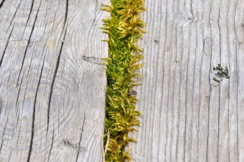 moss wood nature