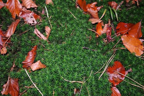 moss fall foliage green