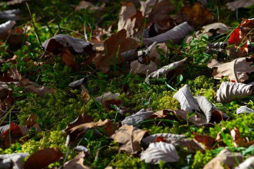 moss leaves meadow