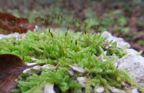 moss forest autumn