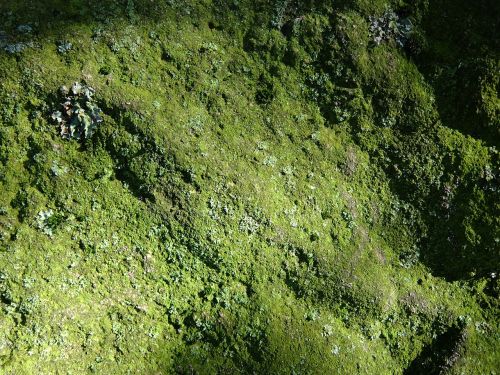 moss lichen stone