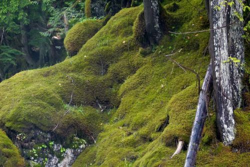 moss water creek