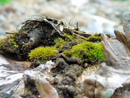 moss root nature