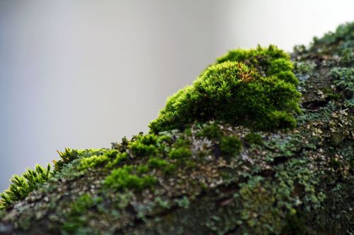 moss branch green