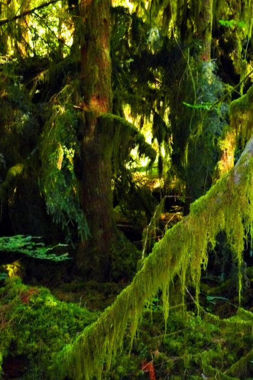 moss ghost fingers nature