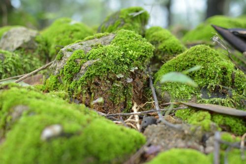 moss green rock