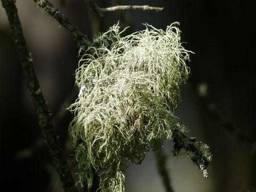 moss branch bright