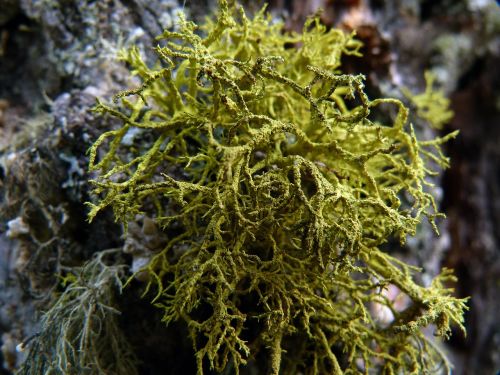 moss nature tree