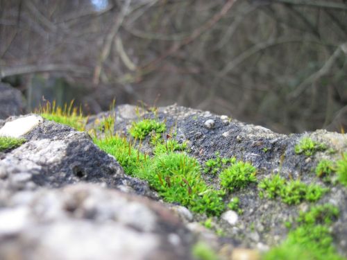 moss wall stone