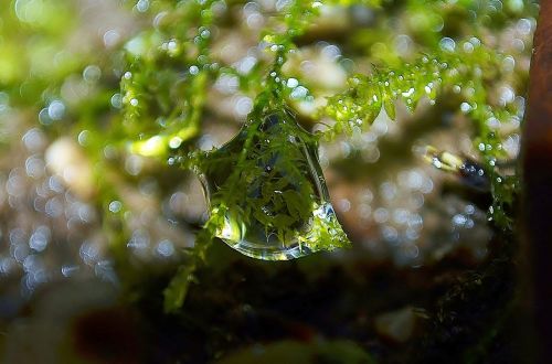 moss drip plant