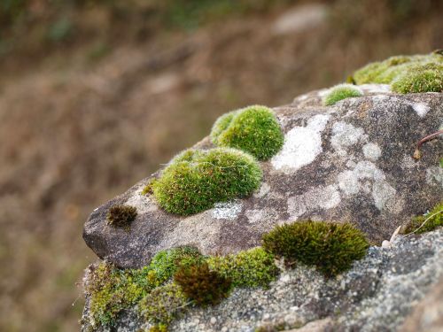 moss rock green