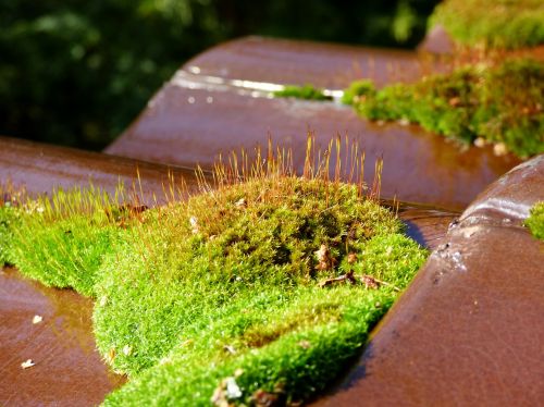 moss roof tile green