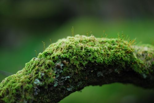 moss branch green