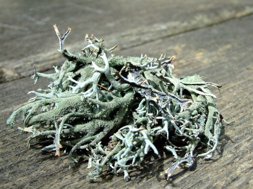 moss lichen nature