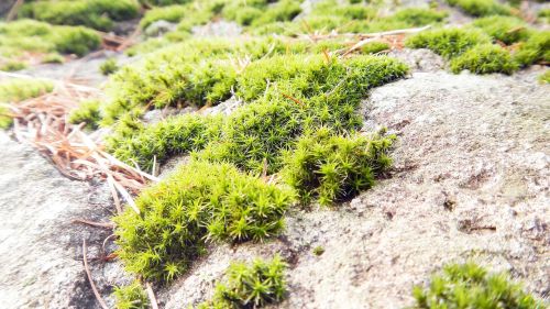 moss spring rock