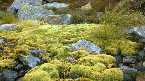 moss nature green