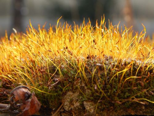 moss forest nature