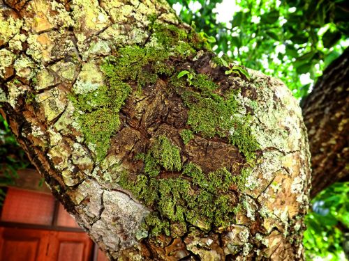 moss tree stand