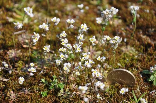 moss flower nature