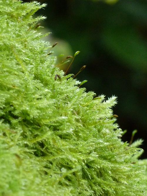 moss green nature