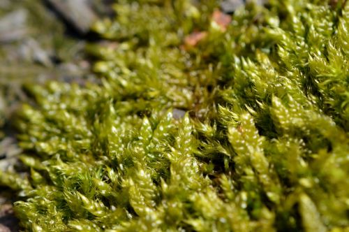 moss green nature