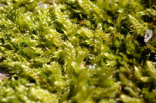 moss green nature