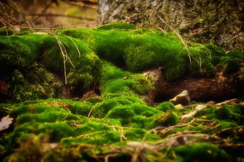 moss forest green