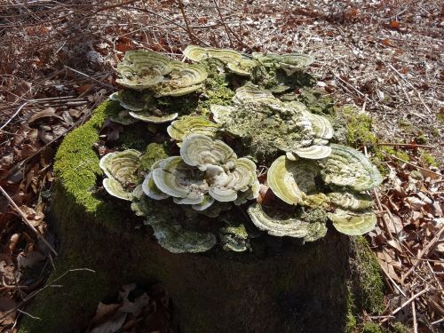 moss mold mushroom