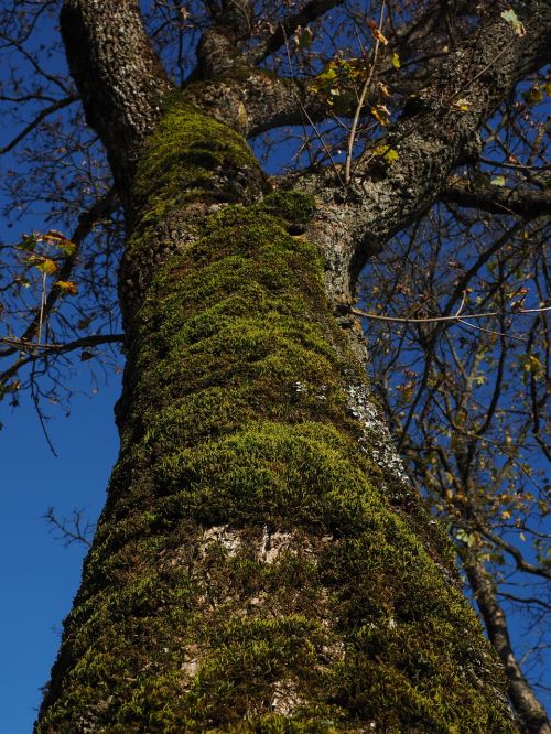 moss tree fouling