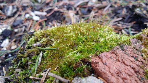 moss natural nature