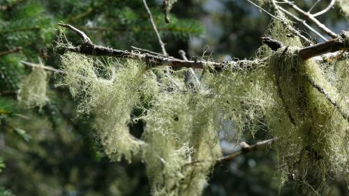 moss lichens tree