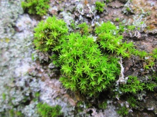 moss flora plant