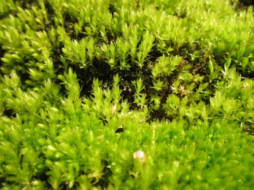 moss plant flora