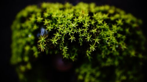 moss macro green