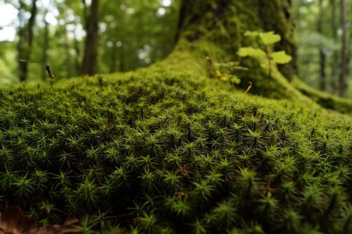 moss wood mossy