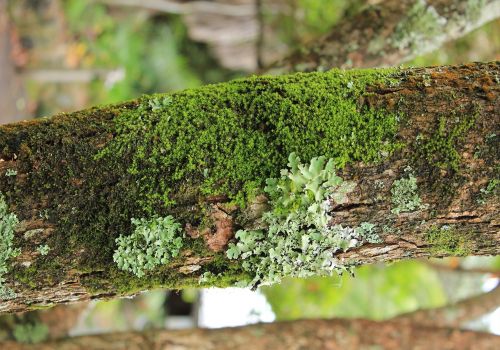 moss lichen close up