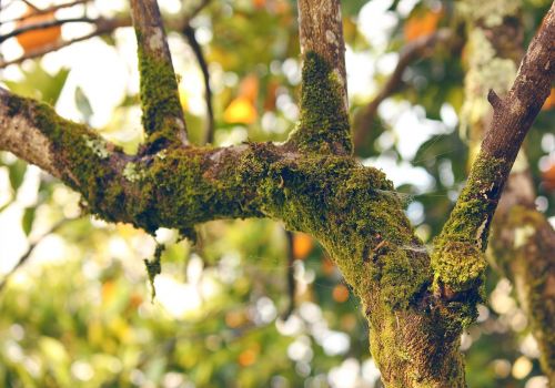 moss orange tree branch