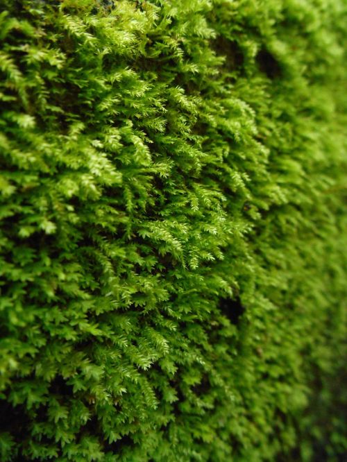 moss plant garden